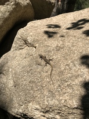 Archaeolacerta bedriagae