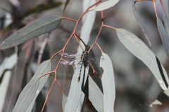 Austrogomphus australis