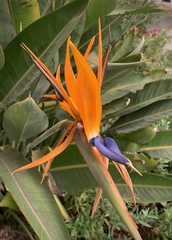 Strelitzia reginae