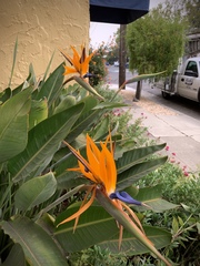 Strelitzia reginae