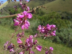 Pseudarthria hookeri