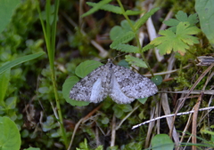 Entephria caesiata