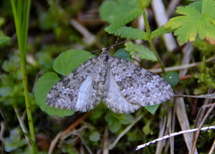 Entephria caesiata