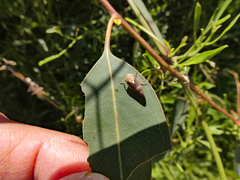 Brunotartessus fulvus
