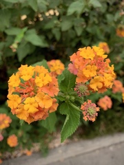 Lantana camara