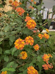 Lantana camara
