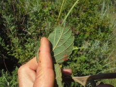 Pseudarthria hookeri