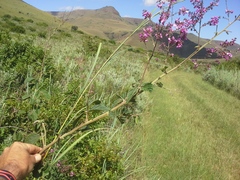 Pseudarthria hookeri