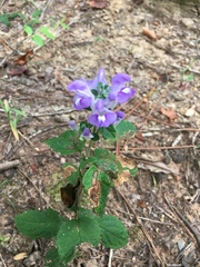 Scutellaria integrifolia
