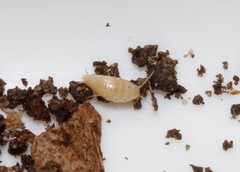 Proatelurina pseudolepisma