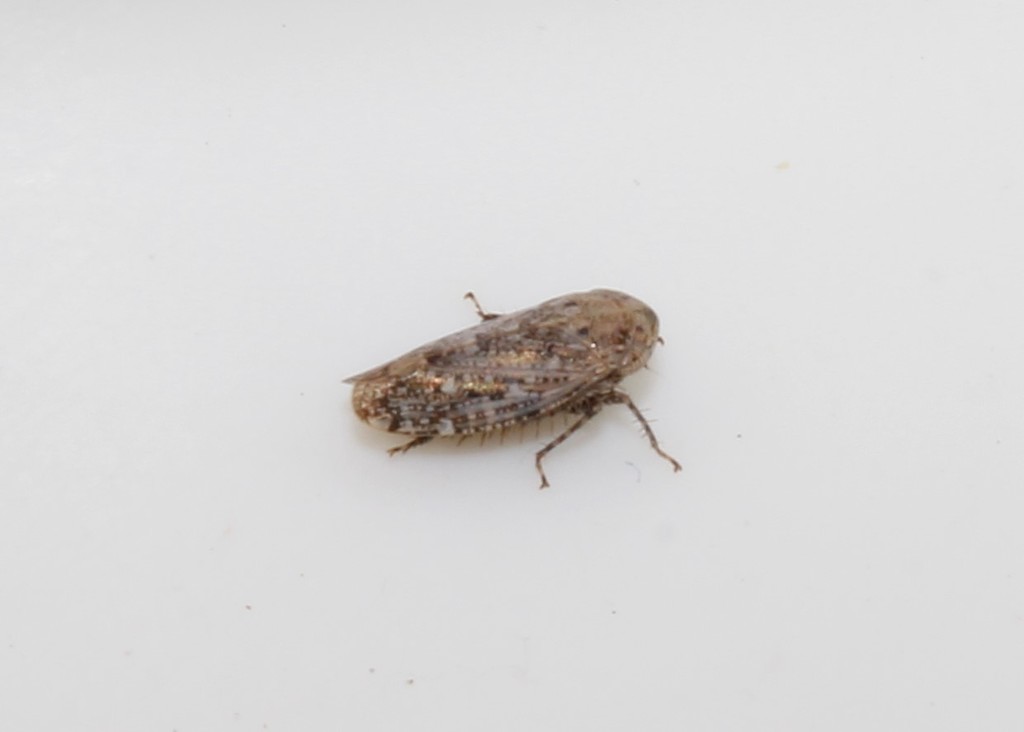 Goniagnathus guttulinervis