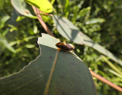 Brunotartessus fulvus