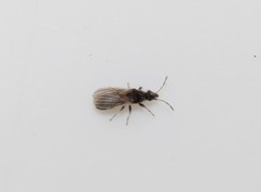 Metopoplax origani