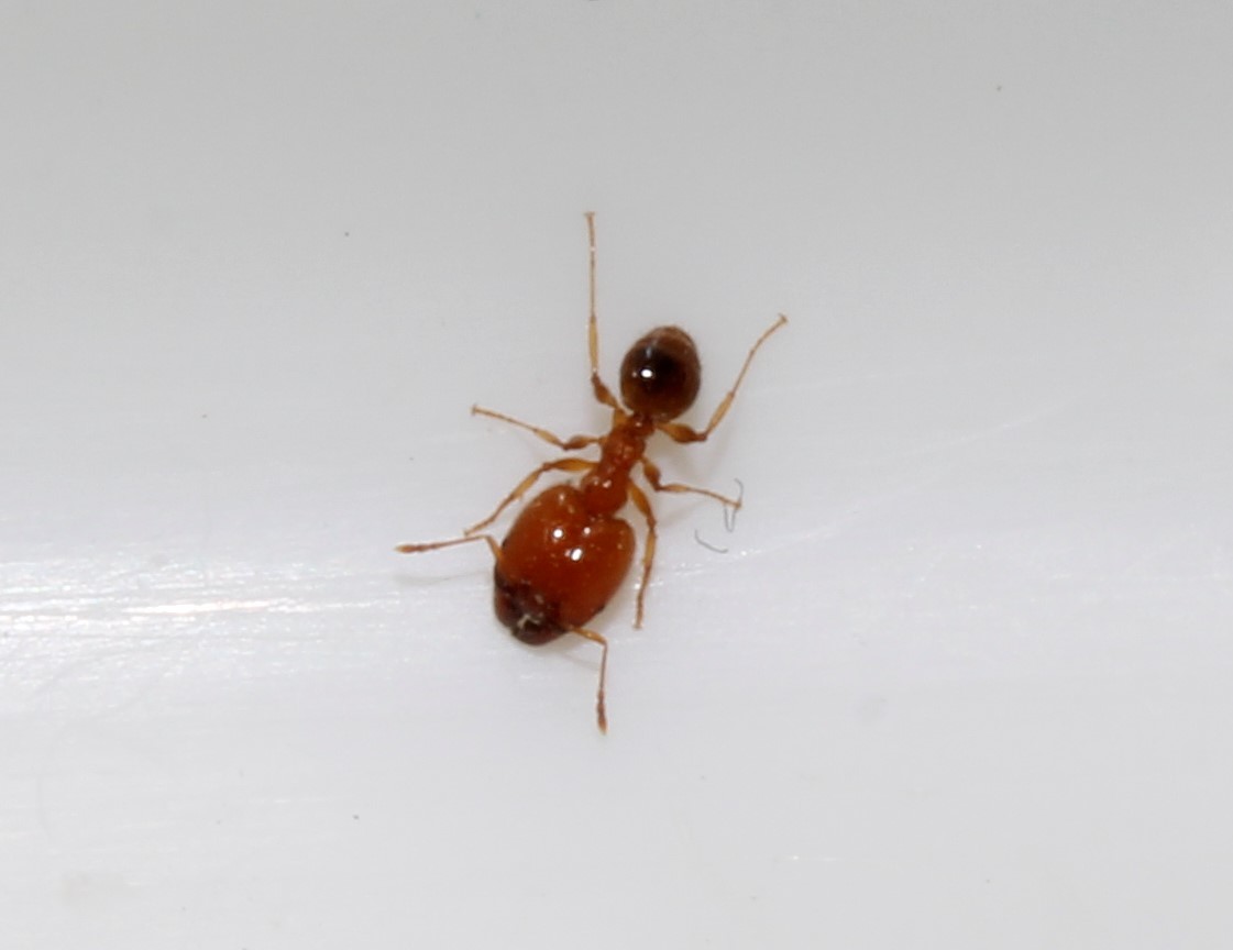 Pheidole pallidula