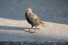 Sturnus vulgaris