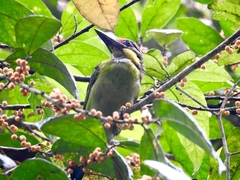 Psilopogon chrysopogon