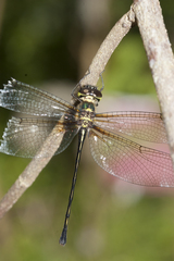 Macromidia donaldi pethiyagodai