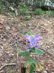 Scutellaria integrifolia