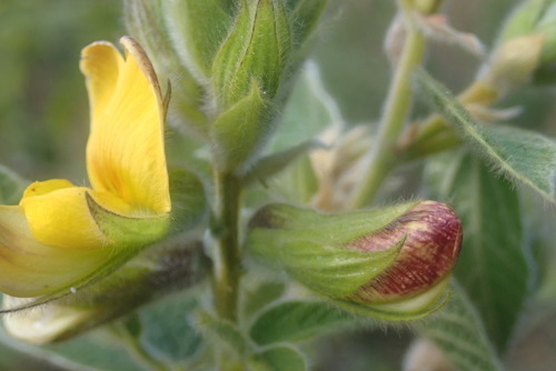 Image of Rhynchosia clivorum by no rights reserved