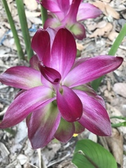 Curcuma zanthorrhiza