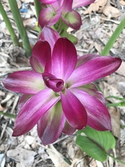 Curcuma zanthorrhiza