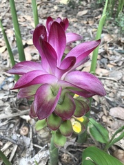 Curcuma zanthorrhiza