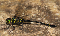 Macromia zeylanica
