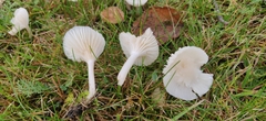Cuphophyllus virgineus