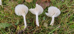 Cuphophyllus virgineus