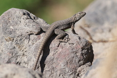 Microlophus peruvianus