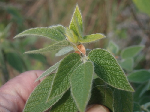 Image of Rhynchosia clivorum by no rights reserved