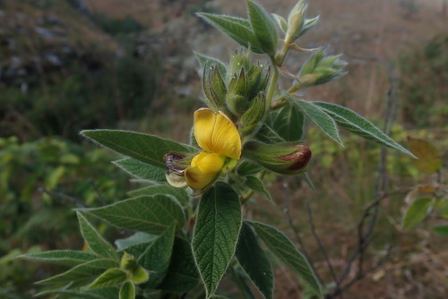 Image of Rhynchosia clivorum by no rights reserved