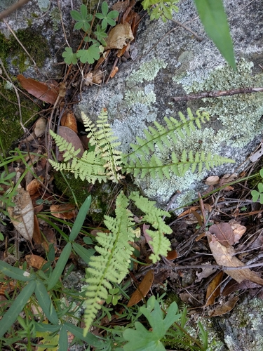 Image of Woodsia phillipsii by (c) Ken-ichi Ueda, some rights reserved (CC BY)