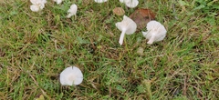 Cuphophyllus virgineus