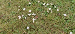 Cuphophyllus virgineus