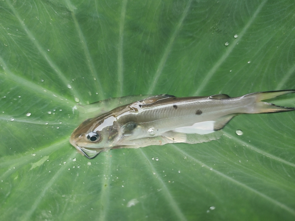 Cephalocassis