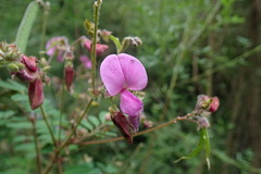 Tephrosia macropoda