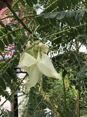 Sesbania grandiflora