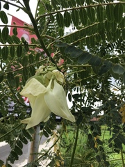 Sesbania grandiflora