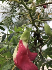 Sesbania grandiflora