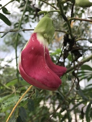 Sesbania grandiflora