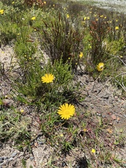 Ursinia tenuifolia