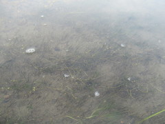 Callitriche hermaphroditica