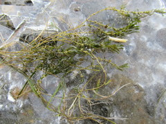 Callitriche hermaphroditica