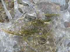 Callitriche hermaphroditica