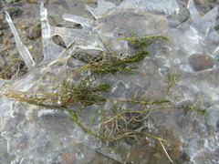 Callitriche hermaphroditica