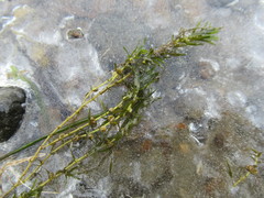 Callitriche hermaphroditica