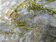 Callitriche hermaphroditica