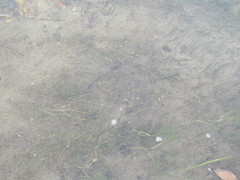 Callitriche hermaphroditica