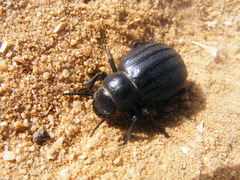 Pimelia costata